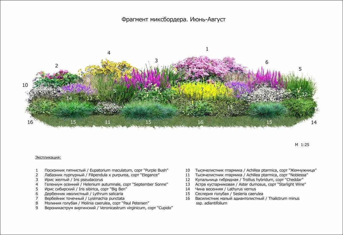 Миксбордер своими руками: схемы подбора растений, фото дизайна, советы по проектированию и посадке