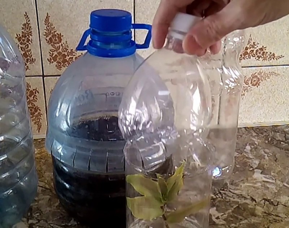 Парник из пластиковых бутылок своими руками: 7 преимуществ