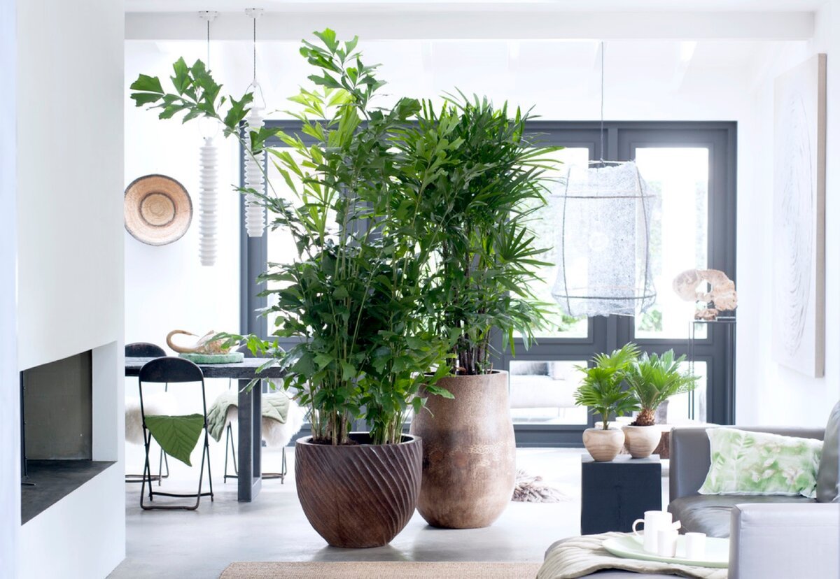 Идея интерьера для маленькой комнаты: растения в дизайне
