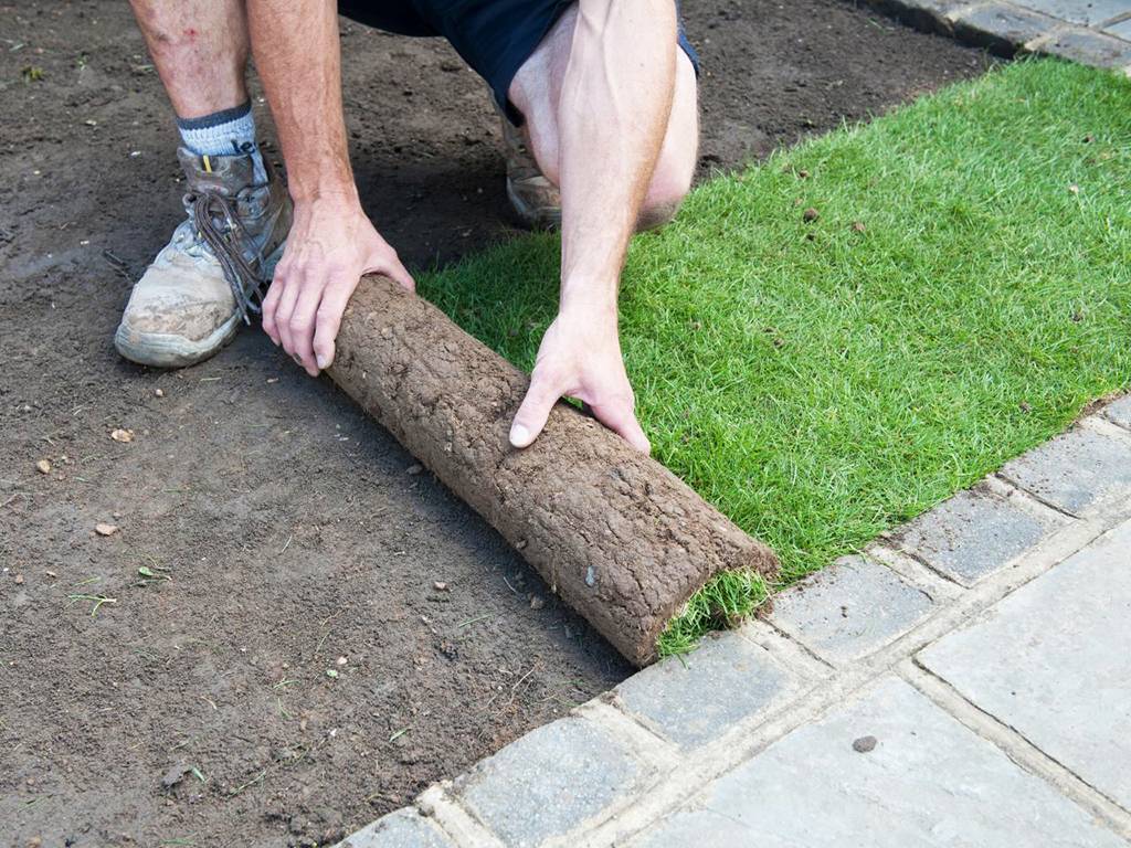 Укладка газона в рулонах: как уложить рулонный газон своими руками