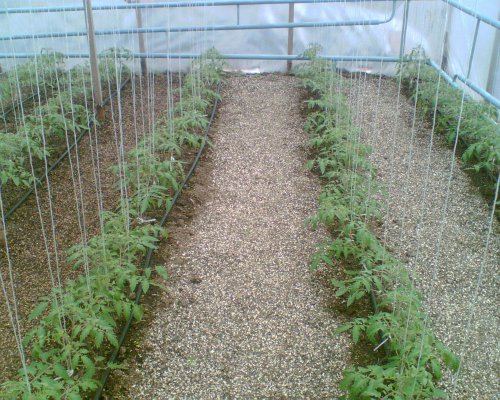 Уход за помидорами в теплице от посадки до урожая