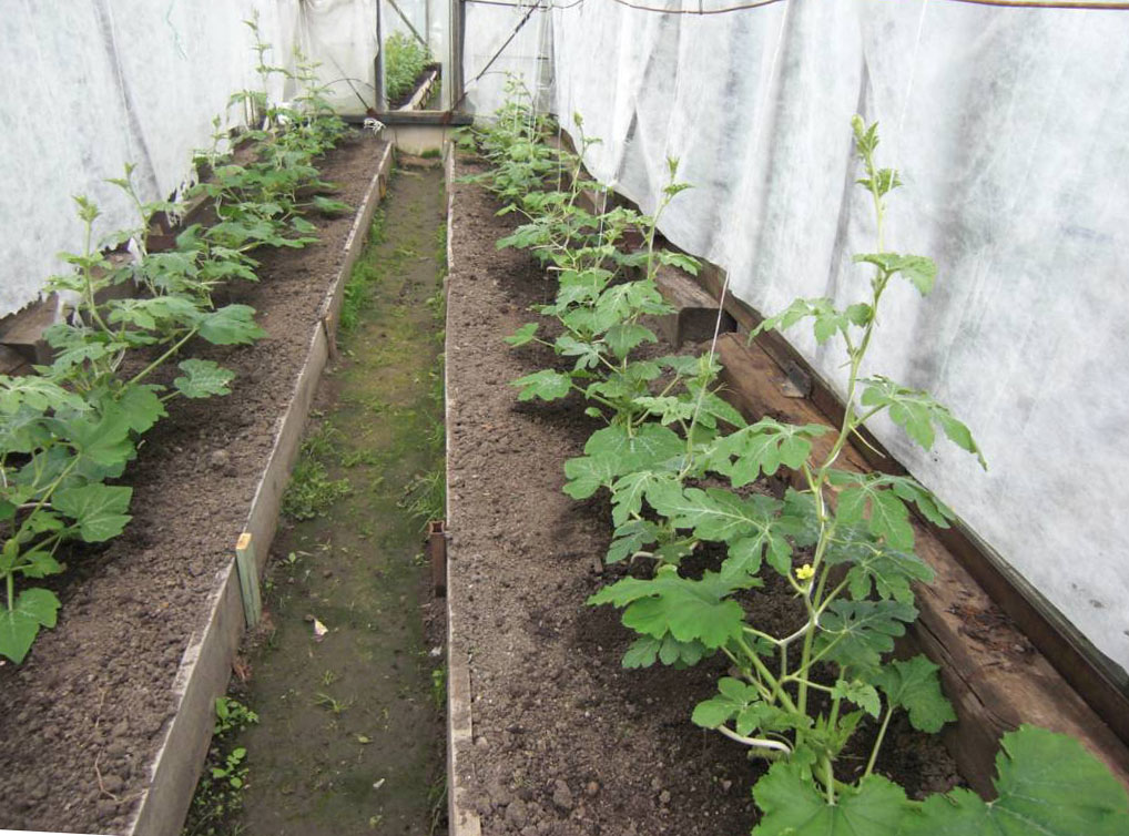 Выращивание арбузов в теплице из поликарбоната в сибири и на урале в 2023 году на гудгрунт