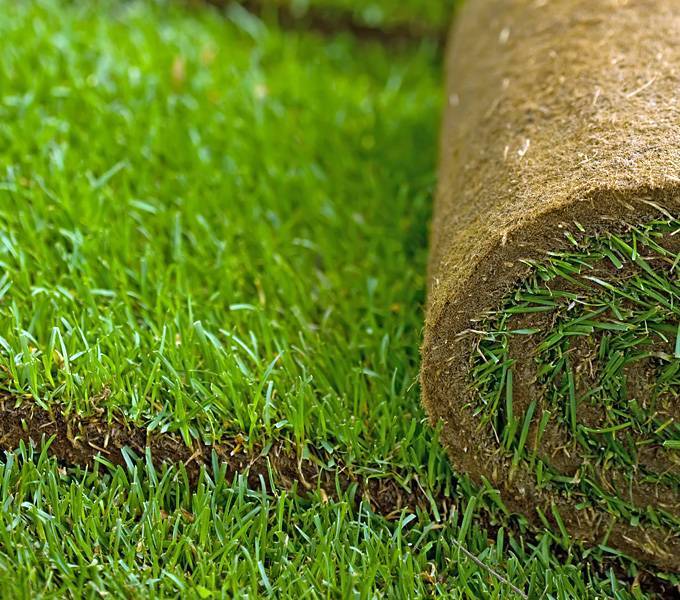 Рулонный газон (80 фото): плюсы и минусы живой и искусственной травы в рулонах, посадка элитных сортов, сколько можно хранить свернутое покрытие, отзывы