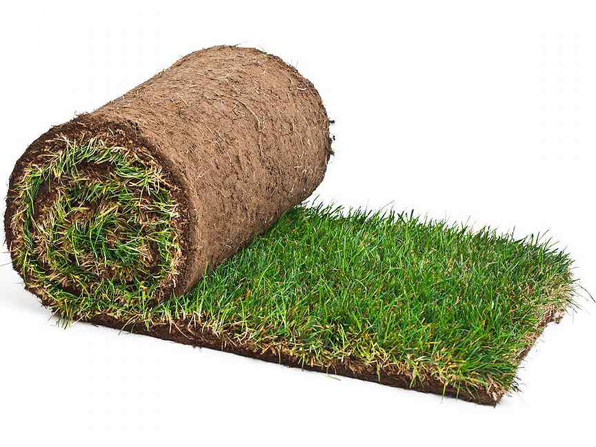 Рулонный газон — виды, особенности выбора и правила укладки