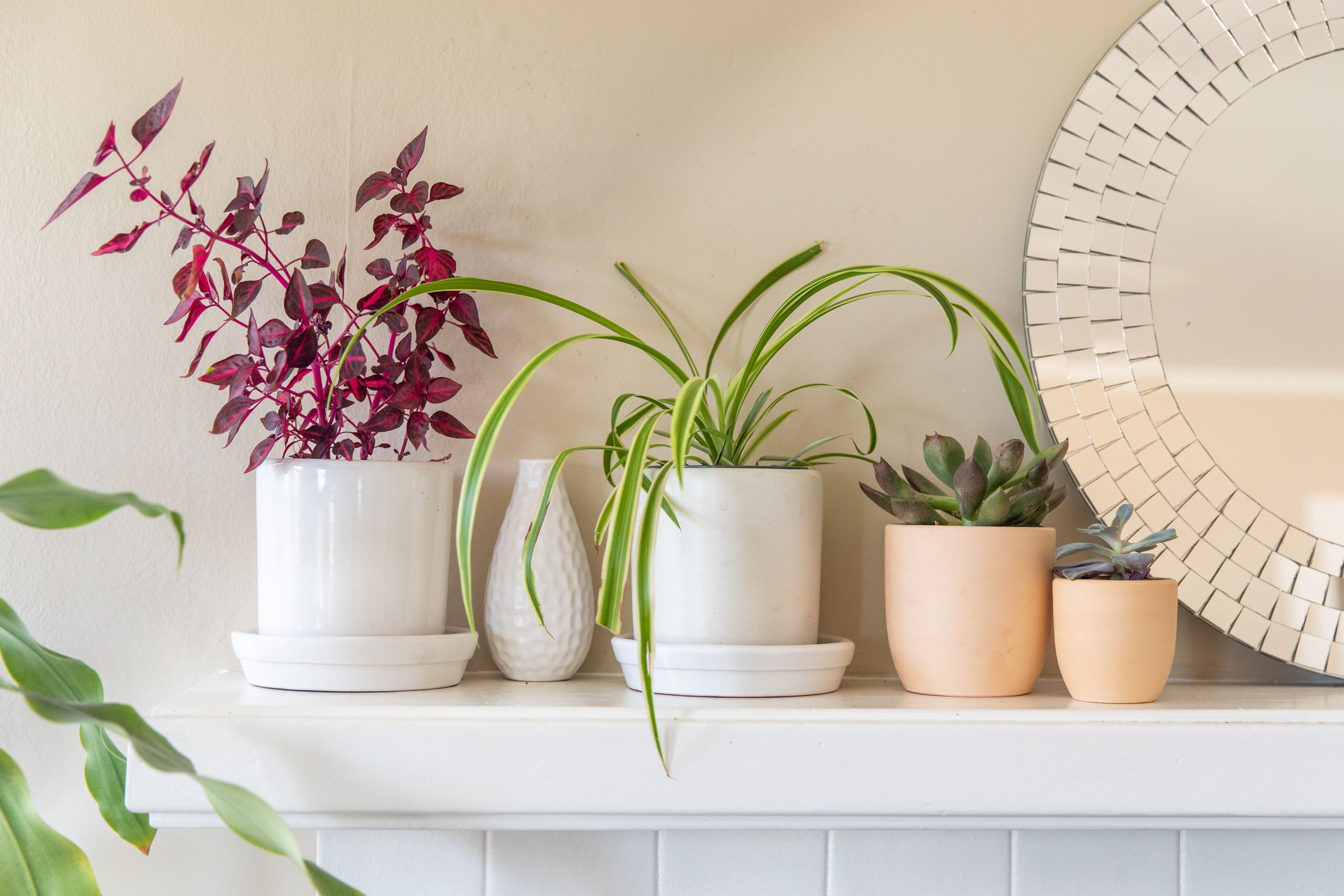 Растения в интерьере дома и квартиры: топ-6 советов по использованию и размещению
