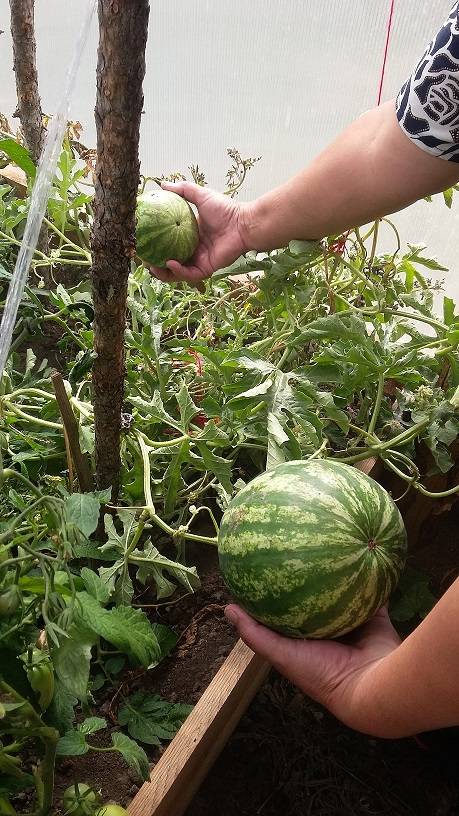 Когда и как посадить арбузы в открытый грунт или теплицу: сроки посева и правила выращивания