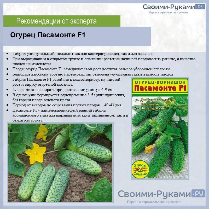 Огурцы — семена: лучшие самоопыляемые длительного плодоношения (отзывы)    :: клео.ру