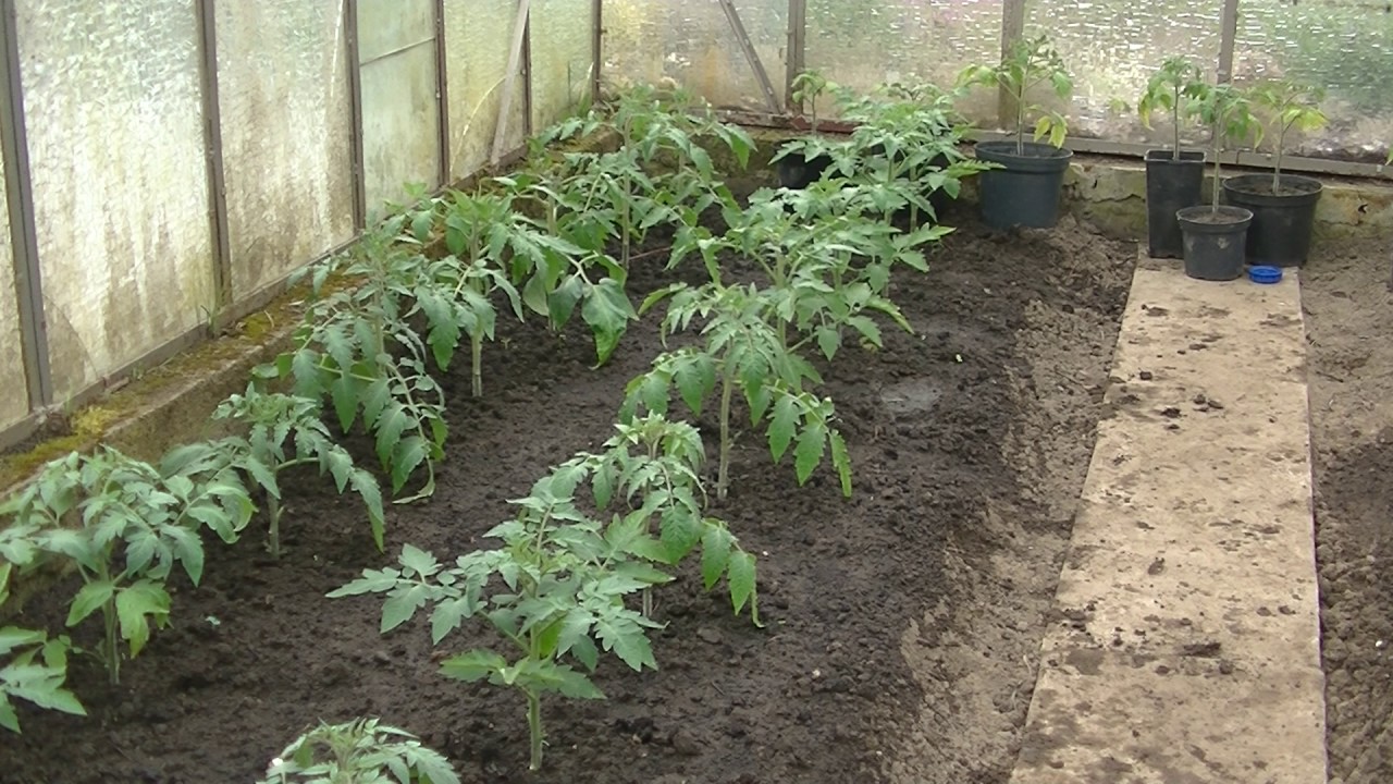 Уход за помидорами в открытом грунте и теплице: подвязывание, подкормка, полив, окучивание и др.