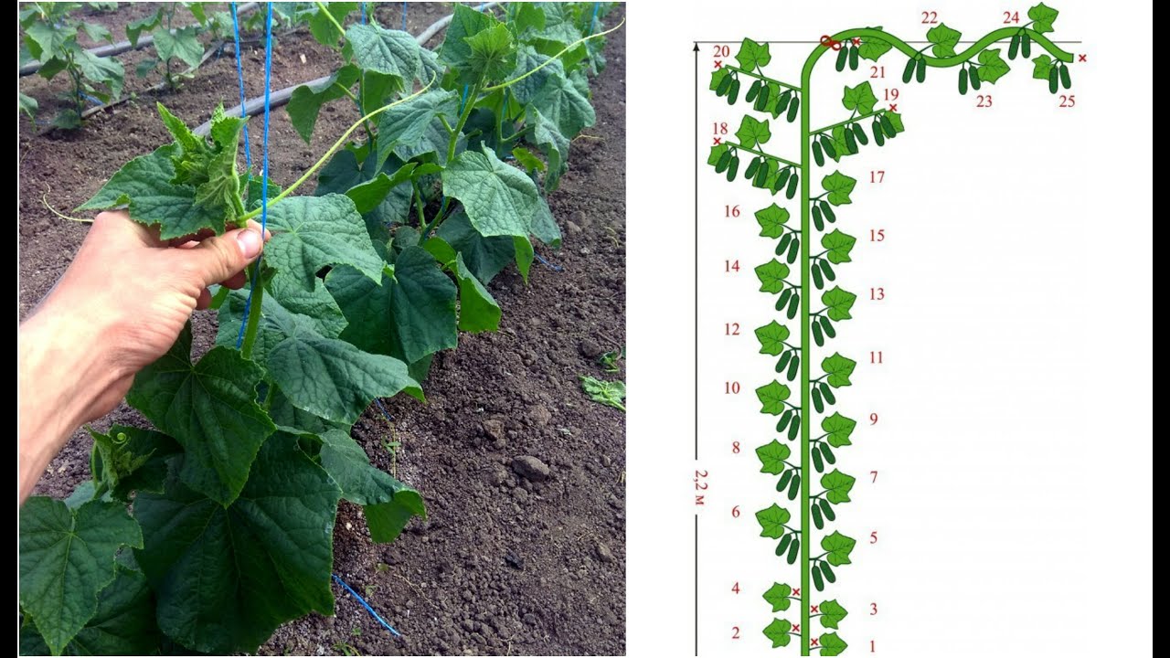 Формирование огурцов в теплице в один стебель схема