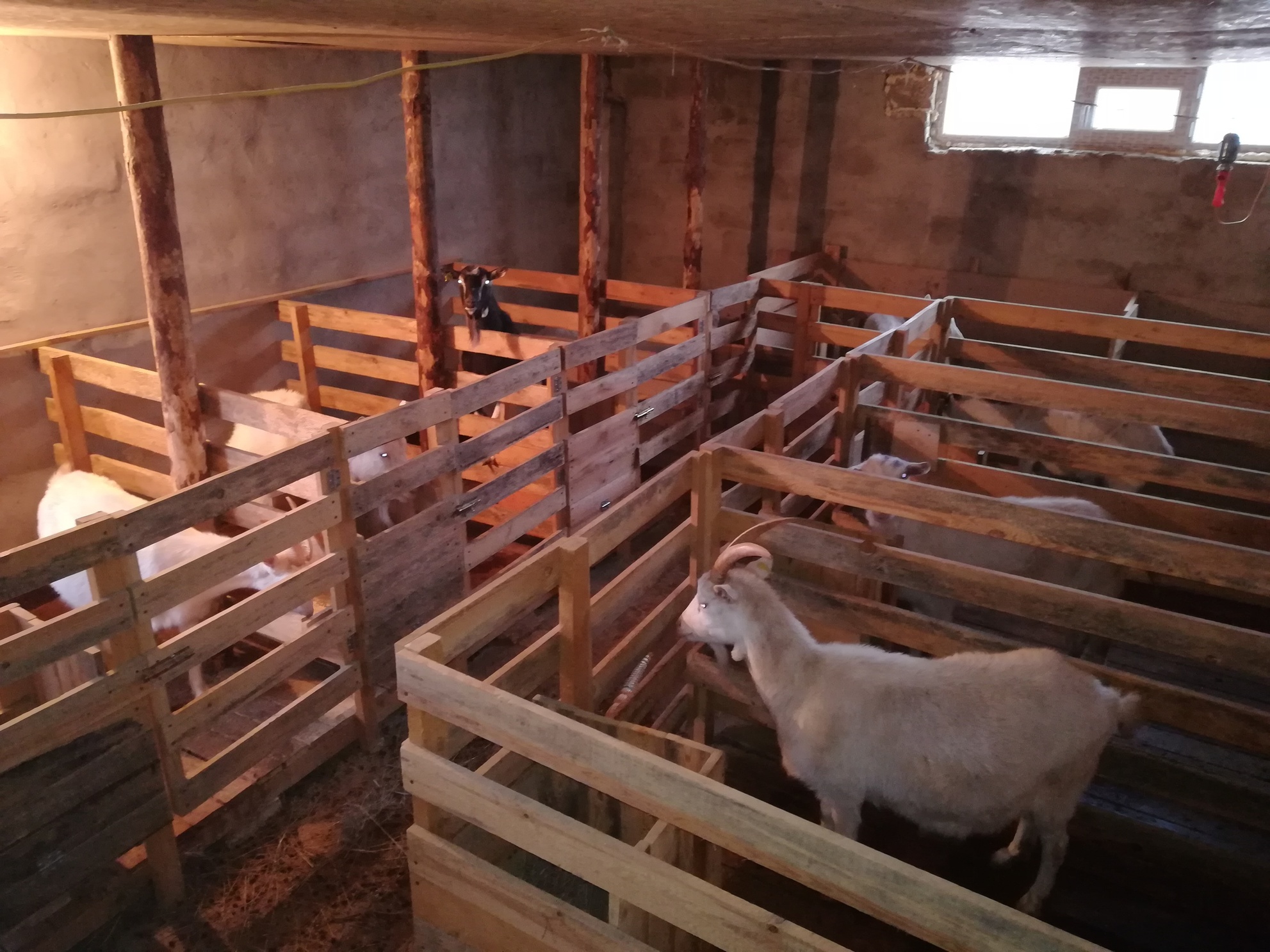 Сарай для быков, сарай для коров, сарай для скота (фото и видео)