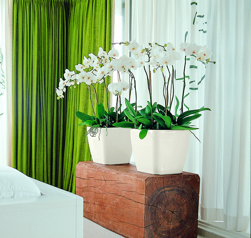 Комнатные цветы и растения в интерьере, в том числе искусственные, какие можно держать в спальне, гостиной, как красиво расставить + фото