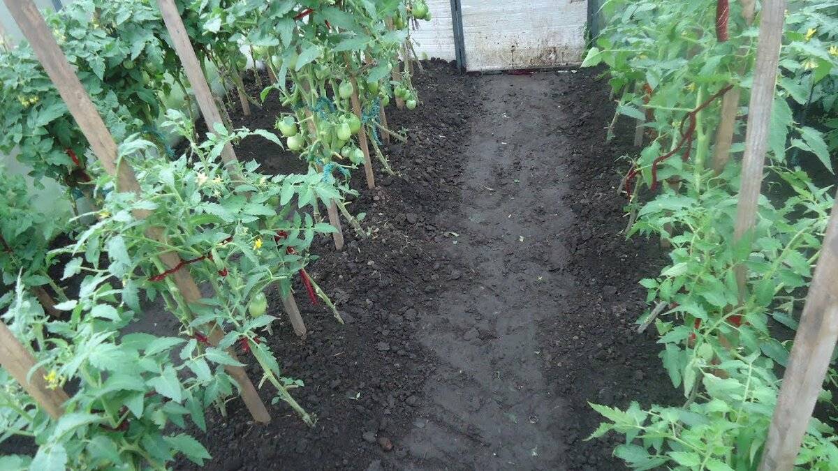 Выращивание помидоров в теплице: формирование, уход, подкормка