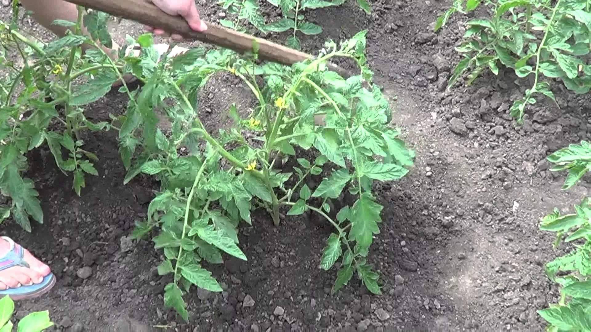 Посадка томатов в теплицу: сроки, схема, последующий уход selo.guru — интернет портал о сельском хозяйстве