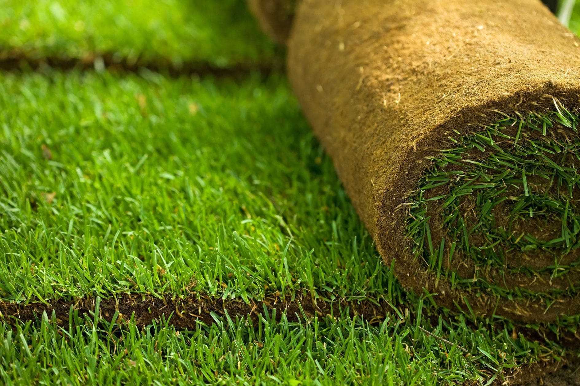 10 лучших видов газонной травы: названия и описания, с фото и рекомендациями
