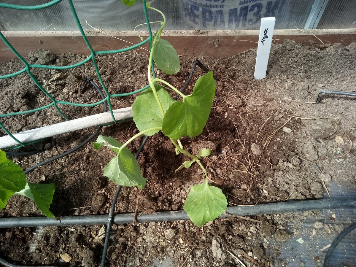 Как вырастить арбуз на урале | огородник