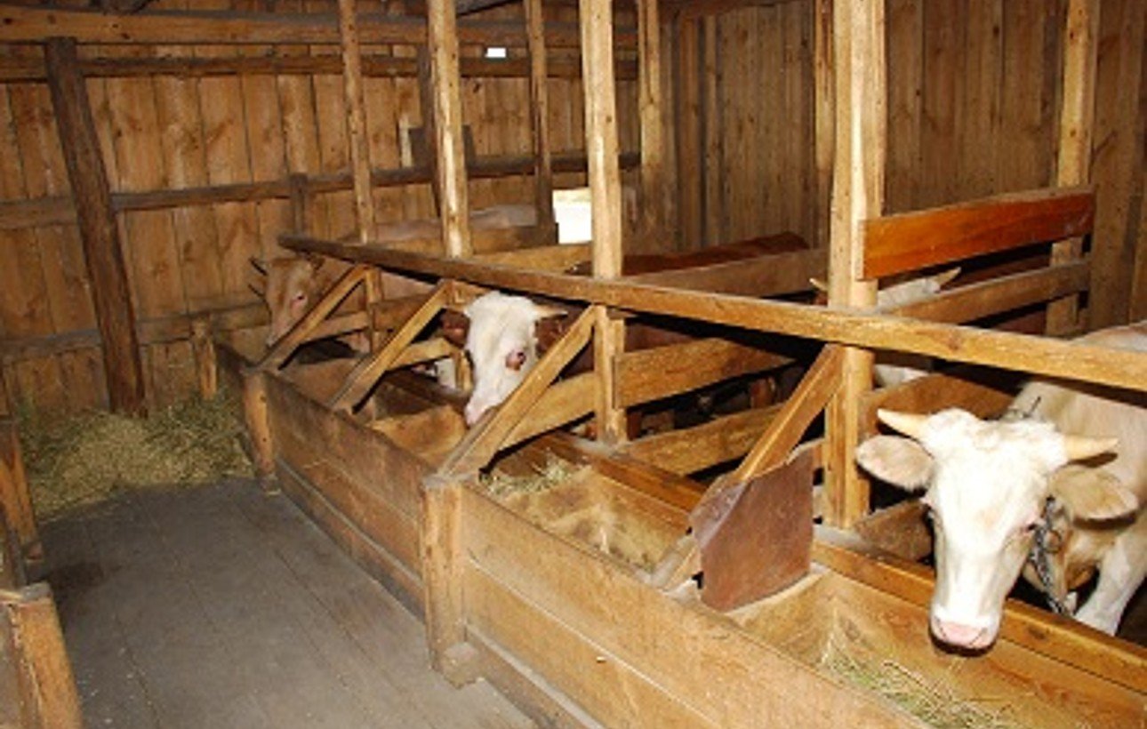 Сарай для быков (33 фото): размер стойла и особенности строительства своими руками, как сделать загон для выгула, как построить удобный хлев