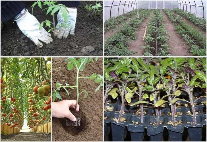 Как ухаживать за помидорами в теплице из поликарбоната, чтобы получить ранний урожай