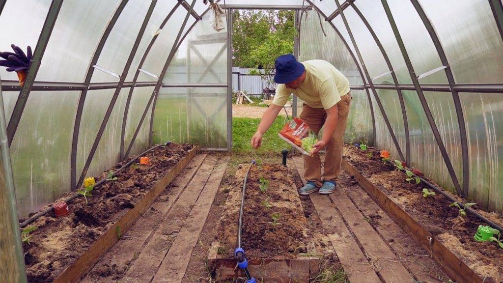 Выращивание арбузов в сибири и на урале в открытом грунте: секреты посадки и ухода