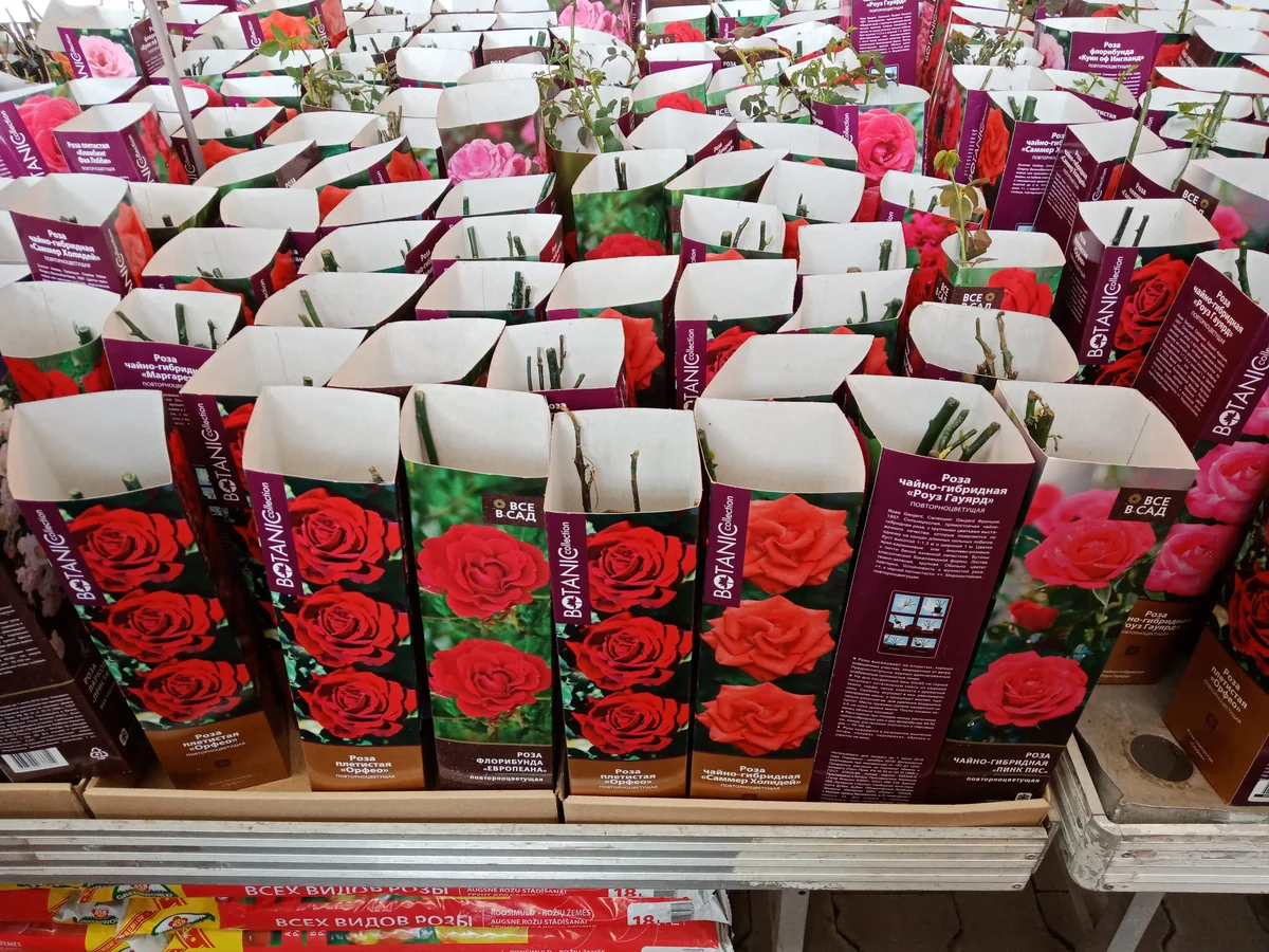 Купить розы от производителя. Саженцы роз в коробках. Рассада роз. Саженцы роз в Ашане. Сажгняы роз в коробочках в магазине.
